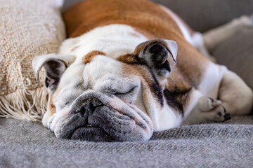 english bulldog puppy sleeping