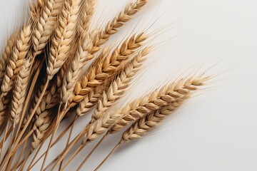 Spikelets of wheat on a white background. Generative AI