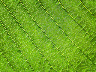 The texture of a part of a green leaf. Symmetrical pattern. Macro background. Natural background. View from above. Copy space
