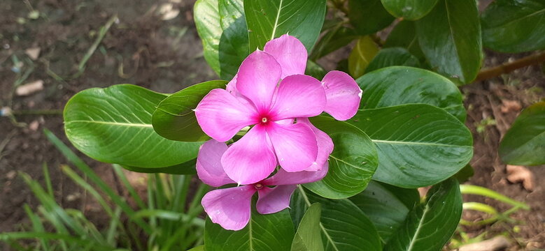 Pink Madagascar Periwinkle Flowers on Green Leaves Background