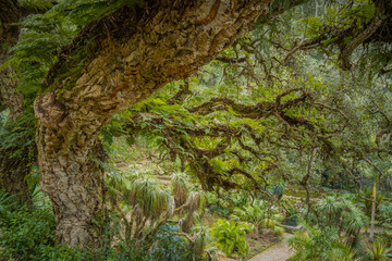 Beautiful gardens of Monserrate Park, huge crooked tree, green ferns and plants, like in a jungle...