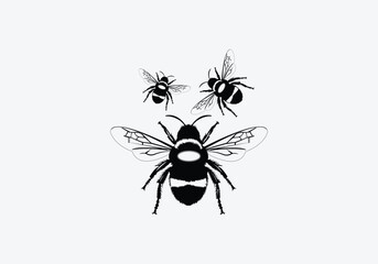 Vector engraving illustration of honey bee on white background