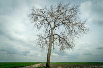 Beautiful shot of wind turbines and a tree under the clouds in a green field during the day