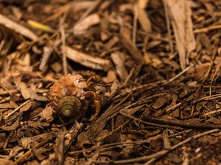 Closeup shot of the brown shell of a Hermit crab on the gorund