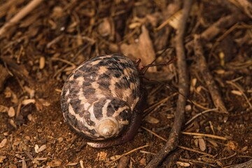 Closeup shot of a snail in the woods