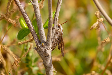Natural closeup on the impressive Convolvulus Hawkmoth, Agrius convolvuli, sitting with closed wings on the bark of a tree