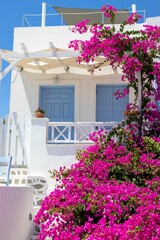 Fototapeta na wymiar Vertical shot of a white residential house with vibrant pink flowers in Oia, Santorini, Greece