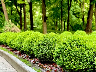 A row of beautiful round boxwoods in a city park. Landscaped garden with boxwood balls.