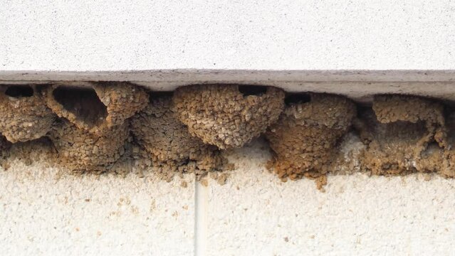 Swift or apus apus on the nest