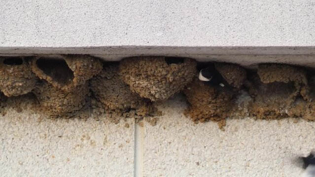 Swift or apus apus on the nest