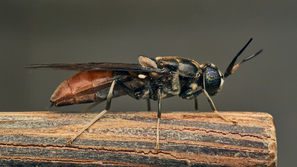 Details of a Soldier Fly perched on a stick. Hermetia illucens