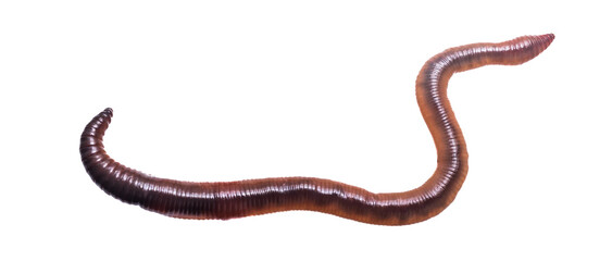 Lumbricus terrestris on a transparent isolated background. png - obrazy, fototapety, plakaty