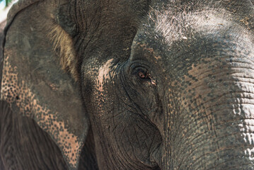 Asia Elephant in Thailand, Asia Elephants in Chiang Mai. Elephant Nature Park, Thailand