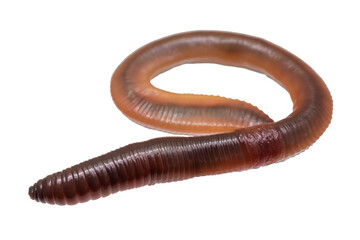 Lumbricus terrestris on a transparent isolated background. png