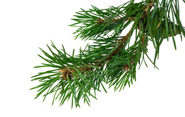 spring pine on a transparent isolated background. png