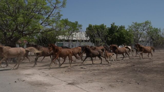 Horses gallop in the desert