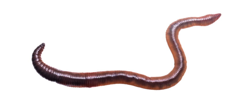 Lumbricus terrestris on a transparent isolated background. png