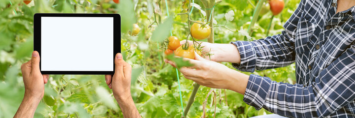 Digital tablet with blank screen and organic tomatoes cultivating farm.