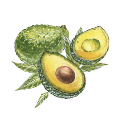 Ripe avocado slice isolated on white background. Watercolor hand drawing botanic realistic illustration. Art for design - 605298604