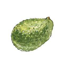 Ripe fresh avocado isolated on white background. Watercolor hand drawing botanic realistic illustration. Art for design - 605298825