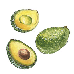 Ripe avocado slice isolated on white background. Watercolor hand drawing botanic realistic illustration. Art for design - 605298886