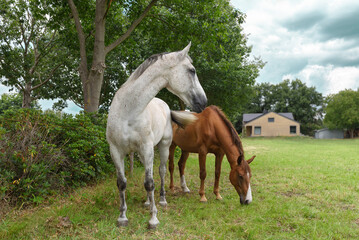 Obraz premium Two horses, brown and white, graze in the meadow near the house. beautiful landscape