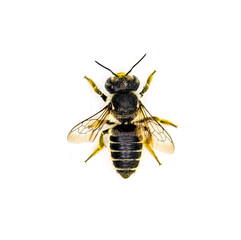 Flat tailed Leaf cutter Bee - Megachile mendica - also called leafcutter, mason, orchard or cuckoo...