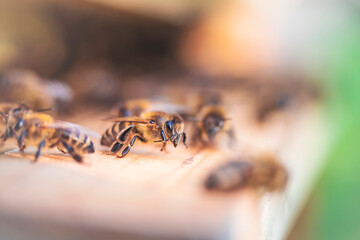 Swarm of honey bees (Apis mellifera) carrying pollen and flying to the landing board of hive in an...