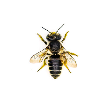 Flat tailed Leaf cutter Bee - Megachile mendica - also called leafcutter, mason, orchard or cuckoo bee.  Isolated on white background top dorsal view