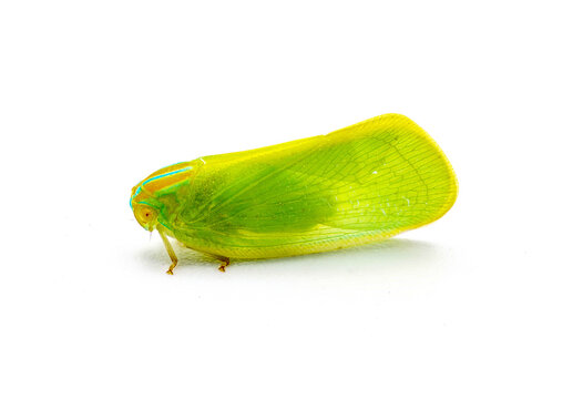 Ormenaria rufifascia - the palm flatid planthopper, a species of flatid in the family Flatidae common on palm trees in Florida.  Found on saw palmetto. Isolated on white background side profile view