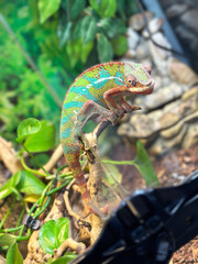 A multi-colored chameleon sits in an aquarium on a wooden branch with his face turned to the camera against the background of green leaves and brown stones, close-up, side view. Pet Shop.