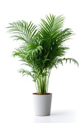 Fototapeta na wymiar Areca Palm on white background in flower pot