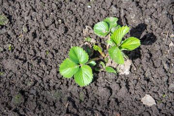Young leaves of garden strawberry seedlings on a vegetable bed by bright sunlight.