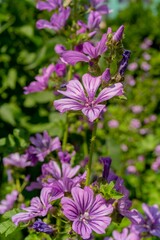 Vertical shot of violet common mallow flower in a garden