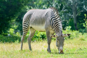 Fototapeta na wymiar Closeup of a zebra grazing on grass captured in a meadow