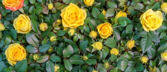 Top closeup of yellow beautiful roses indoors with sunlight on