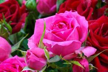 Closeup of a beautiful pink rose in the bouquet with red roses background
