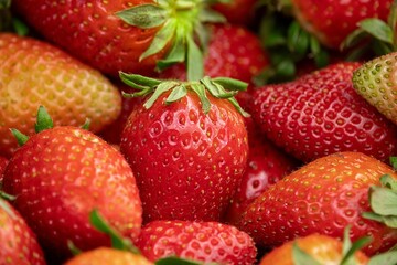 Vibrant closeup of a selection of ripe, freshly-picked strawberries