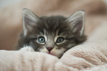 Norwegisches Waldkatzen Kätzchen im kuscheligen Körbchen