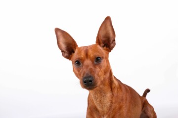 Closeup of a brown Miniature Pinscher with a surprised facial expression against a white background