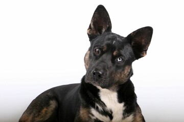 Black dog looks surprised at the camera with its ears sticking out