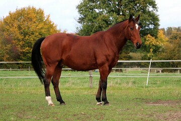 Graceful brown Freiberger horse with a white spot on its head in a ranch with autumn trees