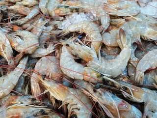 Shrimp that has just been harvested and selected for sale in the market, Shrimp farming related to the maintenance of shrimp from the time the eggs hatch until they are ready to be harvested for human