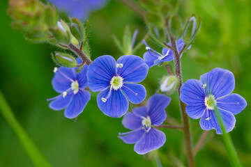 Close-up of blue flowers of Veronica filiformis among the grass. During the day from a low angle.