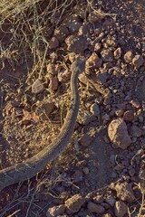 Vertical closeup of a western diamondback rattlesnake ready to strike its prey