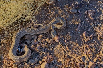 Beautiful closeup of a western diamondback rattlesnake on a ground