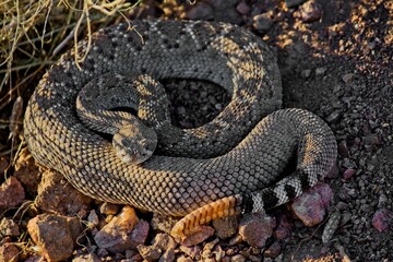 Beautiful closeup of a western diamondback rattlesnake on a ground