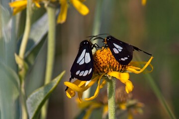 Closeup shot of black and white gnophaela vermiculata butterflies on a yellow flower.