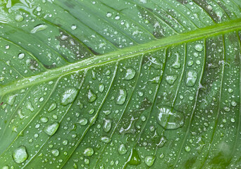 Green taro leaf with water drops for background