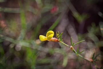 Yellow wildflower growing in nature